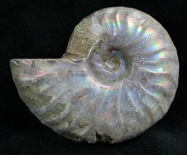 Silver Iridescent Ammonite - Madagascar #7782